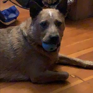 Meet your Posher, Rob